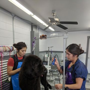 Dog Grooming Training in Boise