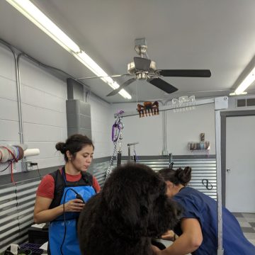 Dog Grooming Training in Boise