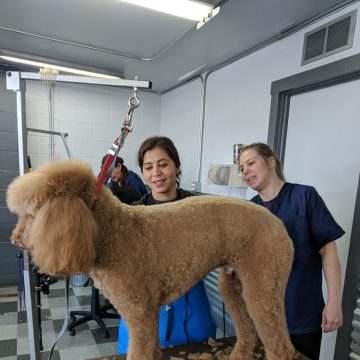 Dog Grooming Training in Boise