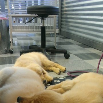 puppy grooming idaho