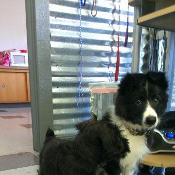 puppy grooming idaho