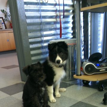 puppy grooming idaho