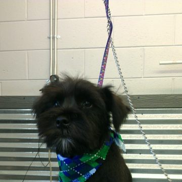 puppy grooming idaho