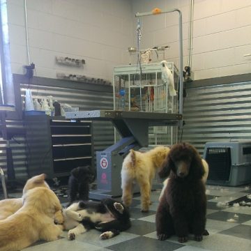 puppy grooming idaho