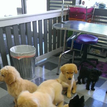 puppy grooming idaho