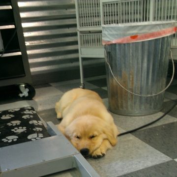 puppy grooming idaho