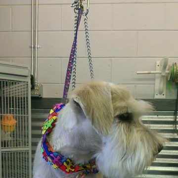 puppy grooming idaho