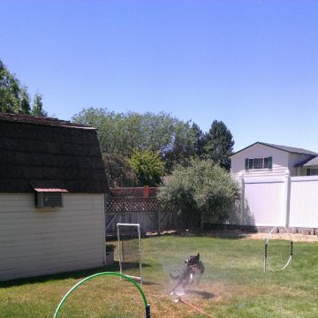 canine training classes idaho