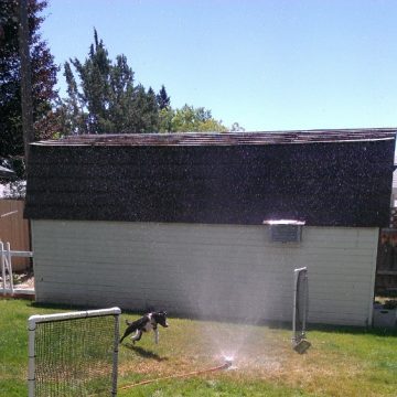 canine training classes idaho