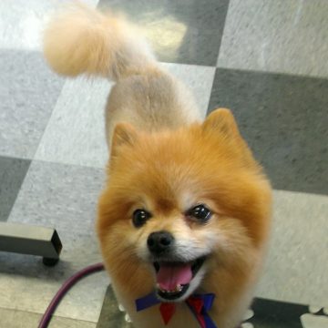 puppy grooming idaho