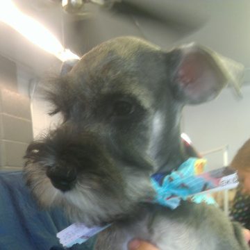 puppy grooming idaho