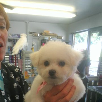 puppy grooming idaho