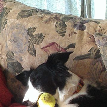 canine training classes idaho