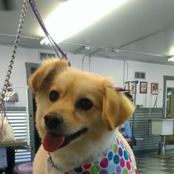 puppy grooming idaho