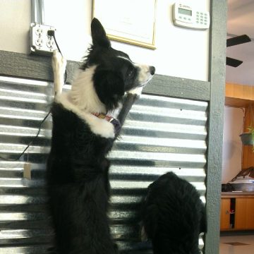 puppy grooming idaho