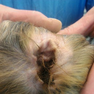 puppy grooming idaho