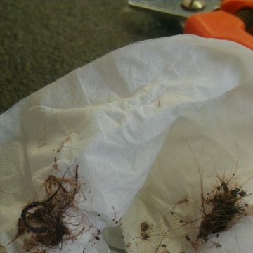 puppy grooming idaho