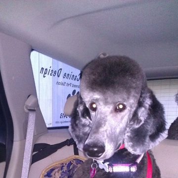 puppy grooming idaho