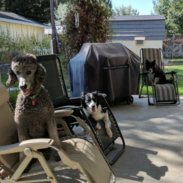 3 dogs sitting on the back patio in recliners