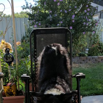 A border collie posing for the camera stepping down from a outdoor recliner