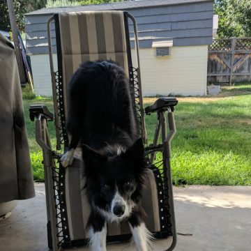 A border collie posing for the camera stepping down from a outdoor recliner