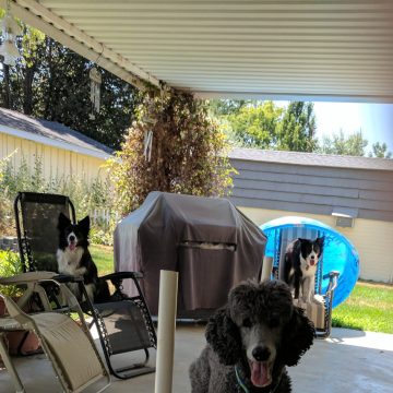 A poodle posing for the camera after receiving a command