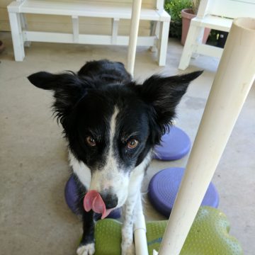 a border collie with its tongue out on training toys