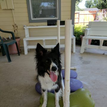a border collie with its tongue out on training toys