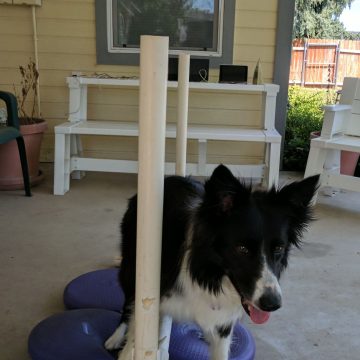 a border collie with its tongue out on training toys