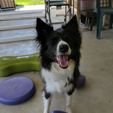a border collie with its tongue out on training toys