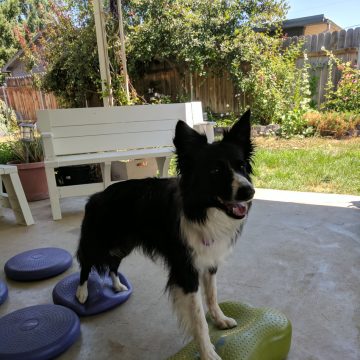 a border collie with its tongue out on training toys