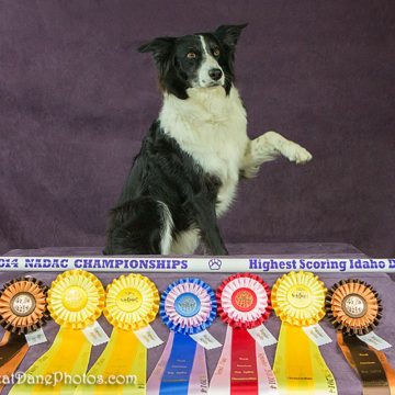 canine training classes idaho