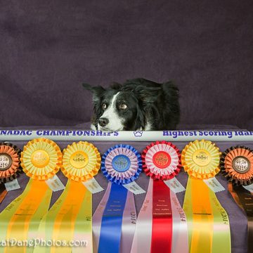 canine training classes idaho