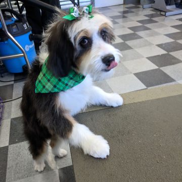 Puppy Grooming in Boise
