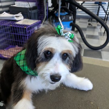 Puppy Grooming in Boise
