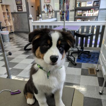 Puppy Grooming in Boise