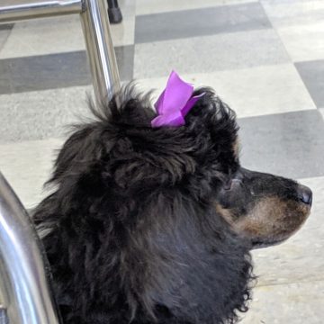 Puppy Grooming in Boise