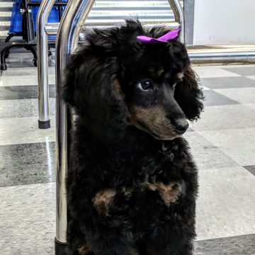 Puppy Grooming in Boise