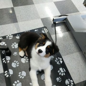 Puppy Grooming in Boise