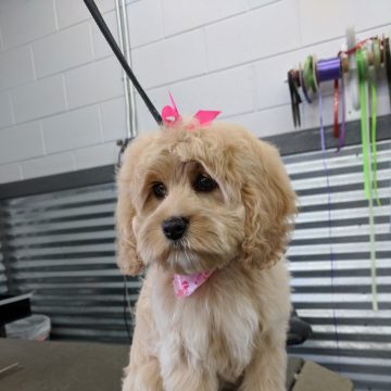 Puppy Grooming in Boise