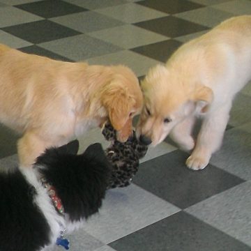 apprentice program idaho