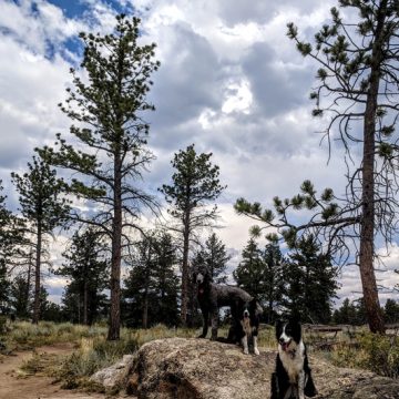 dogs hiking in the forest