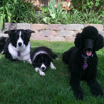 Puppy Grooming in Boise