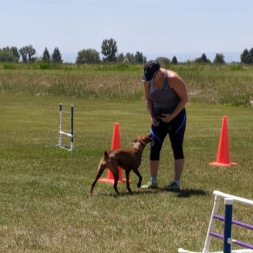 Dog Agility