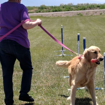 Dog Agility