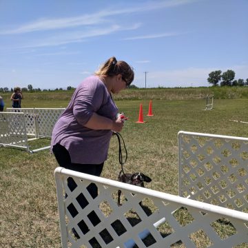 Dog Agility