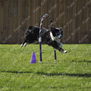 Dog Agility