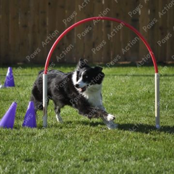 Dog Agility