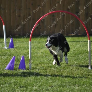 Dog Agility
