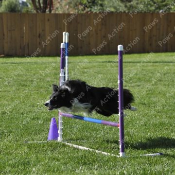 Dog Agility